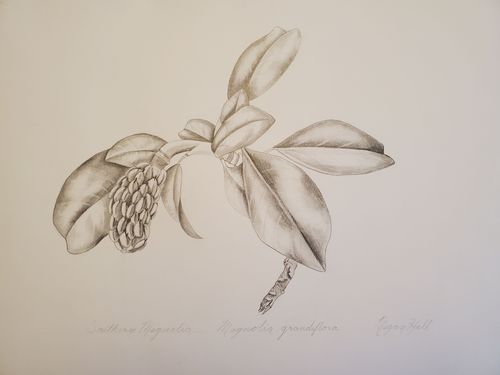 10th-12th Grade - Honorable Mention - Southern Magnolia