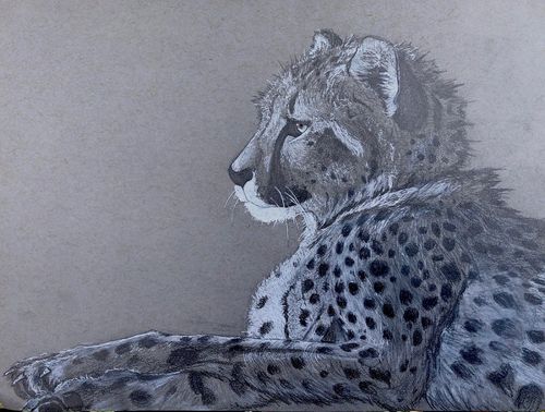 10th-12th Grade - Honorable Mention - The Cheetah