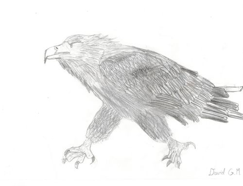 2nd-3rd Grade - 2nd Place - White-Tailed Sea Eagle