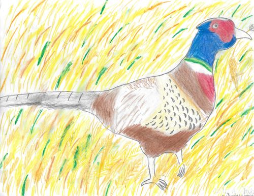 2nd-3rd Grade - Honorable Mention - Pheasant in Field