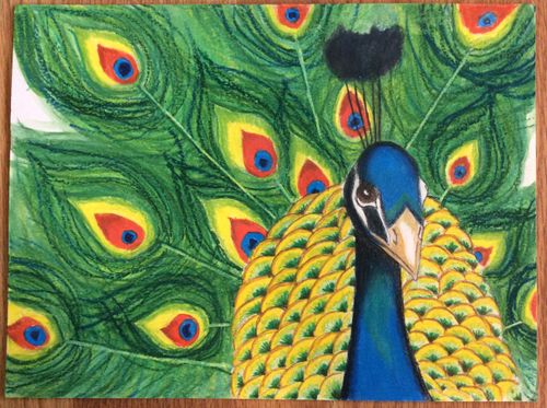 4th-6th Grade - 1st Place - Elvis the Peacock