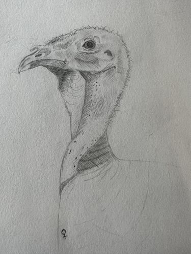 4th-6th Grade - 2nd Place - The Wild Turkey