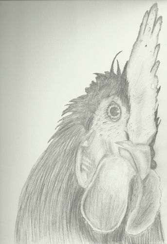 7th-9th Grade - Honorable Mention - The Rooster