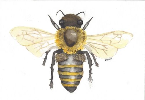 7th-9th Grade - Honorable Mention - Bee