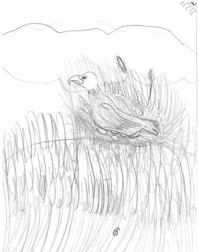 K-1st Grade - Honorable Mention - A Bald Eagle