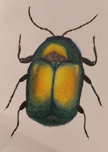 7th-9th Grade - Honorable Mention - Beetle of the Family Chrysinidae